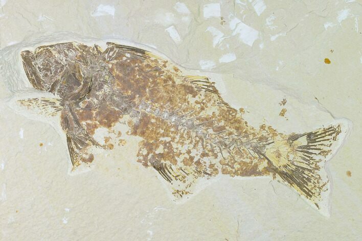 Bargain, Fossil Fish (Mioplosus) - Uncommon Species #138589